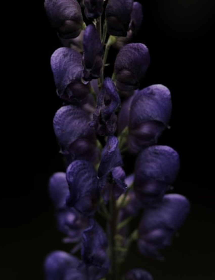 Warm Amber & Lavender