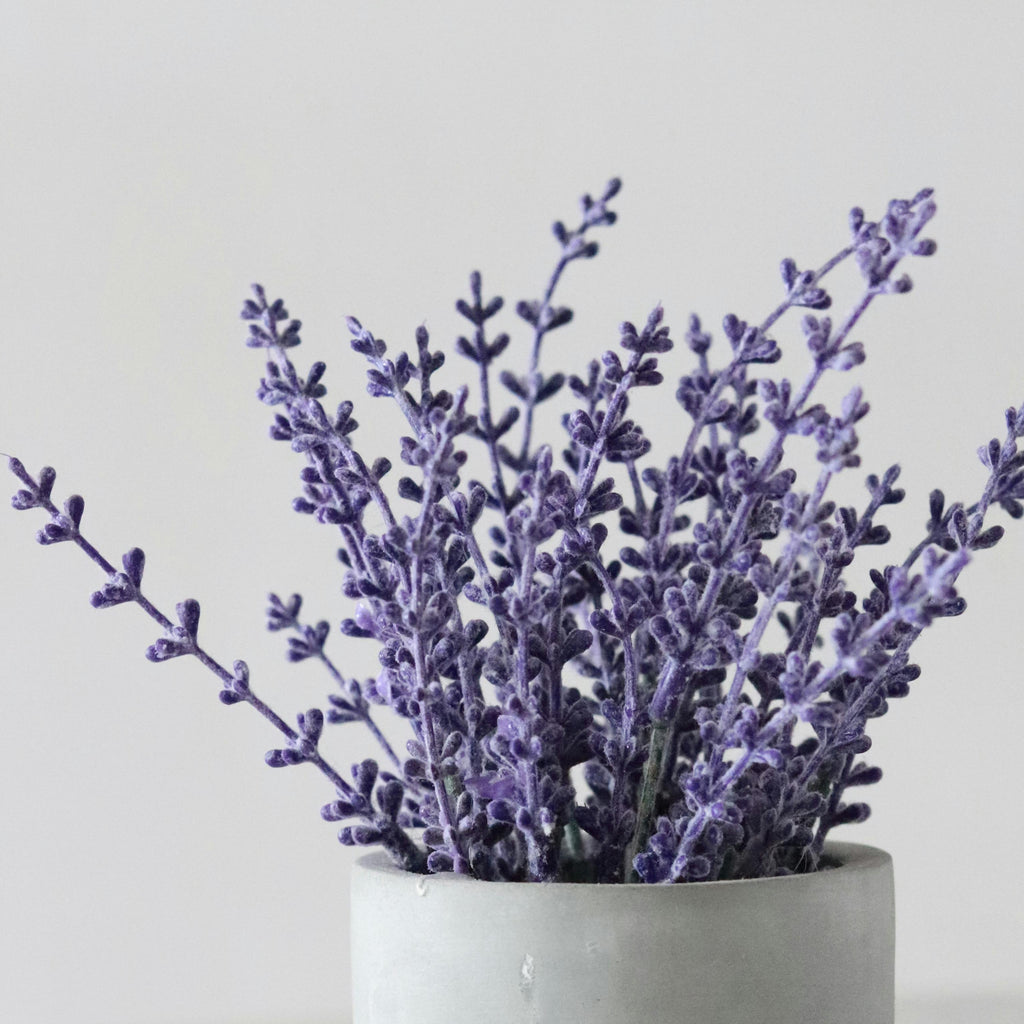 Warm Amber & Lavender Soy Candle | 100% Soy Wax, Strong Scent